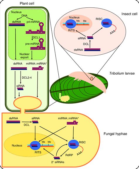 Overview Of Higs Molecular Interactions Between Plant Cells And Insect Download Scientific