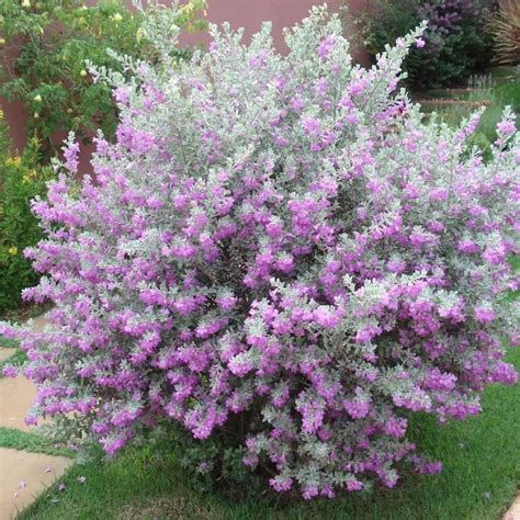 muda chuva de prata leucofilo leucophyllum frutescens