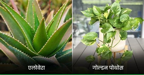 Gardening का शौक है तो इन 11 पौधों से करें शुरुआत गर्मियों में घर को