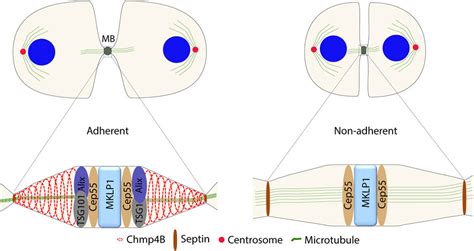 Frontiers Contribution Of Integrin Adhesion To Cytokinetic Abscission