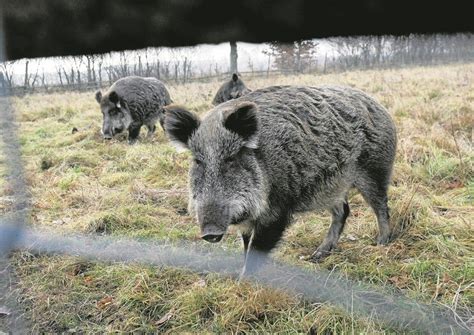 Kolejny przypadek ASF w Kujawsko Pomorskiem Jeszcze większy nacisk na