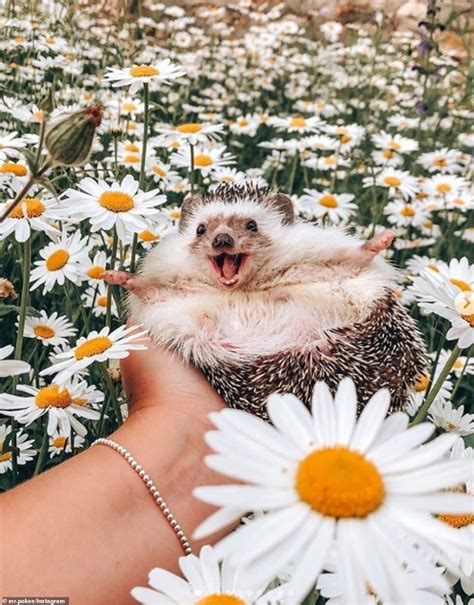 The World Happiest Hedgehog Herbee Baby Animals Super Cute Cute