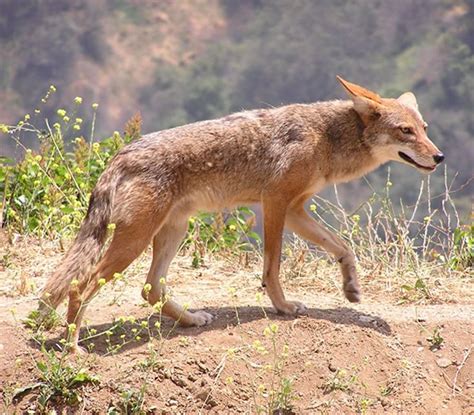 Cómo Los Coyotes Se Adueñaron De América Del Norte