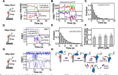 Figure From The Hrdc Domain Oppositely Modulates The Unwinding