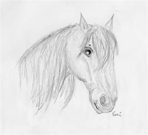 Horse Sketch Head At Explore Collection Of Horse