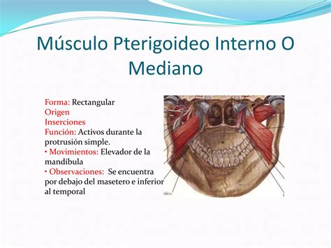 M Sculos Y Huesos De La Masticacion Ppt Descarga Gratuita