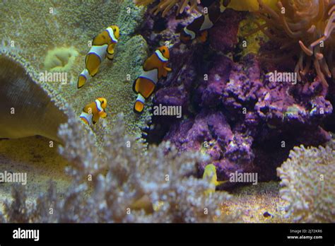 Poisson D Aquarium Clown De Poisson Noir Et Blanc Amphiprion Ocellaris