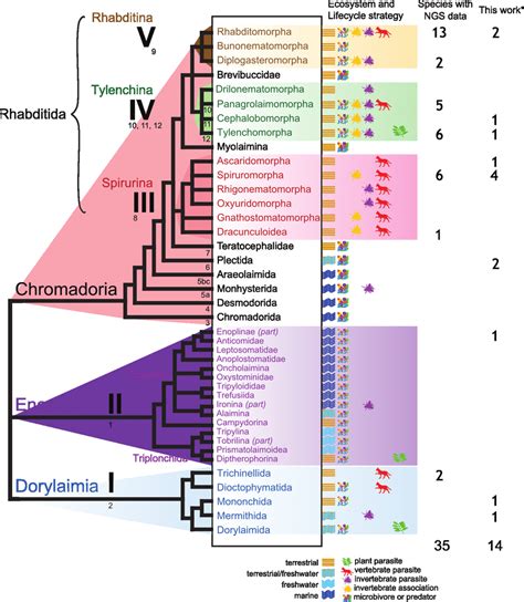 2 Current Phylogenetic Structure Of The Nematoda Based On Nssu