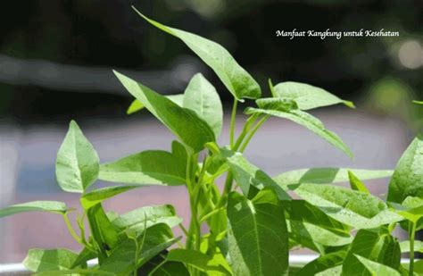 Manfaat Kangkung Untuk Kesehatan Bams