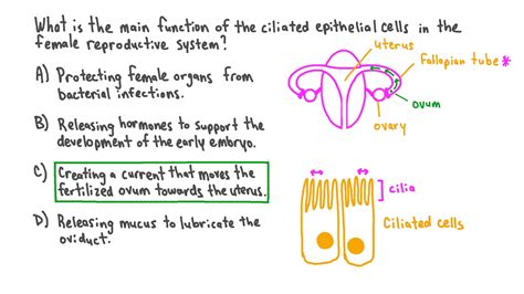 Question Video Describing The Main Function Of Ciliated Epithelial