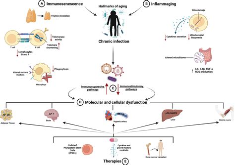 Frontiers Immune System Modulation In Aging Molecular Mechanisms And