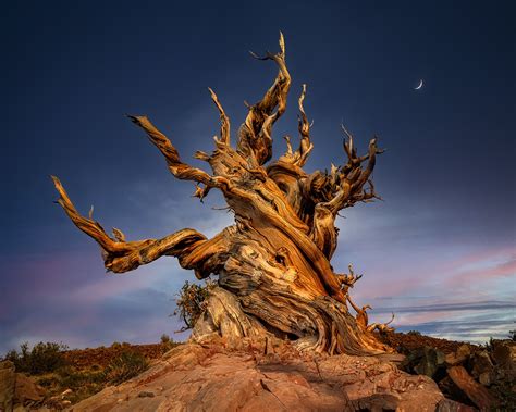 Guide to photographing the Ancient Bristlecone Pines | Photographers
