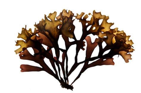 Chondrus crispus Stackhouse