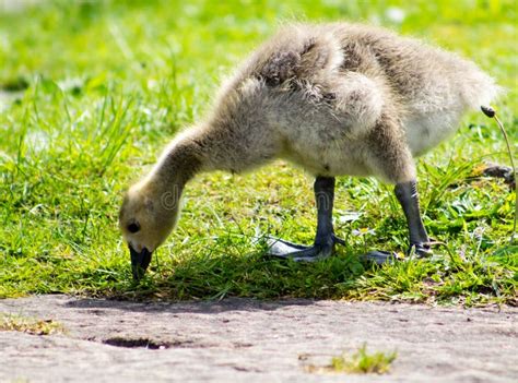 Baby Gosling Stock Image Image Of Goose Yellow Small 42992575