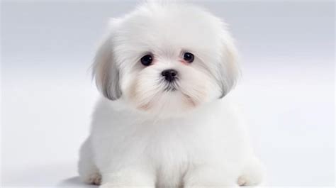 Un Cachorro Shih Tzu Con Una Cara Blanca Foto Premium