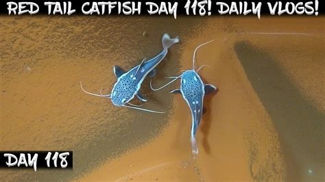 Day 118 Daily Red Tail Catfish Vlog Watch Them Grow YouTube