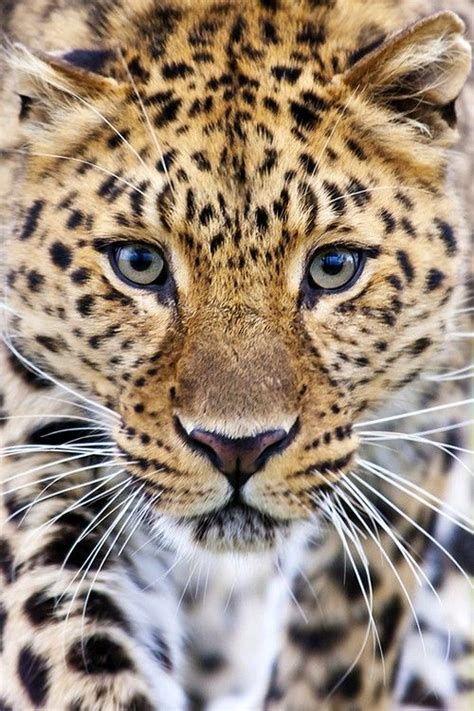 Amur Leopard By Big Cat Photography At Landscape And Animals Big Cats