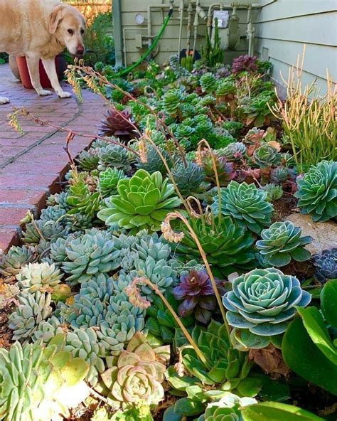 Growing Succulents Outdoors Tips And Tricks Succulent Source