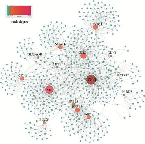 Screening β Catenin Associated Hub Genes Through Ppi Interaction And Download Scientific