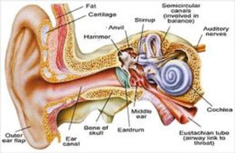 Ear Infection Diagram - exatin.info