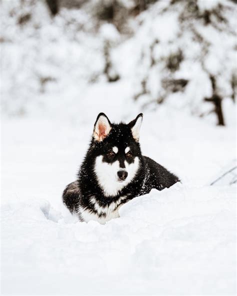 Siberian Husky Lying on Snow · Free Stock Photo