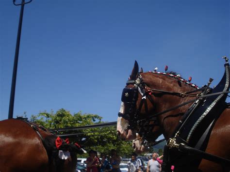 Budweiser Horse Budweiser Horse Trbrown439 Flickr