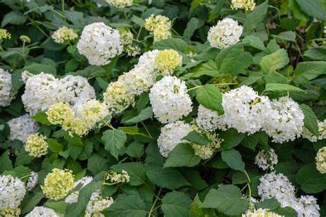 How to Grow & Care for Smooth Hydrangea