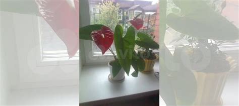 Антуриум купить в Красноярске | Товары для дома и дачи | Авито