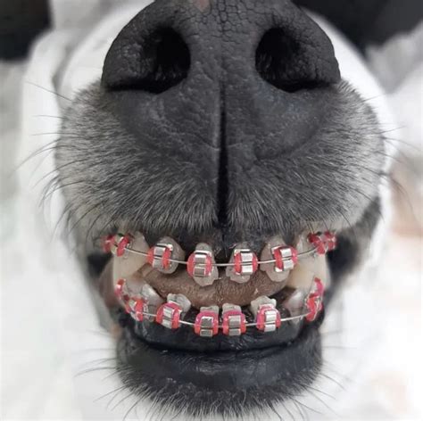 dog with braces Ортодонтия Стоматология Собаки