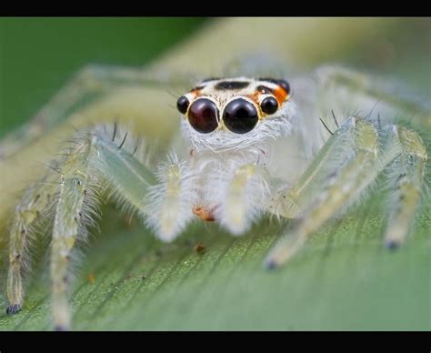 The world's scariest spiders | Daily Star