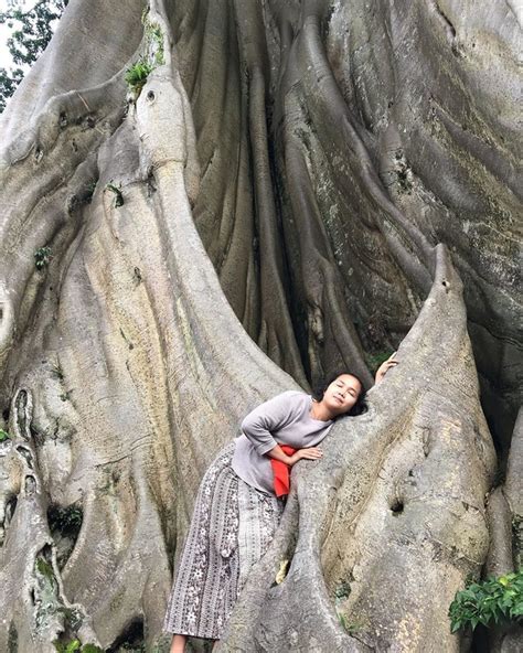 Giant Cotton Tree In Banjar Bayan Bayan Ancient Tree Bali Live