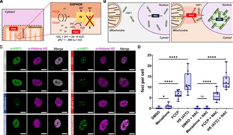 Mitochondrial Thermogenesis Can Trigger Heat Shock Response In The