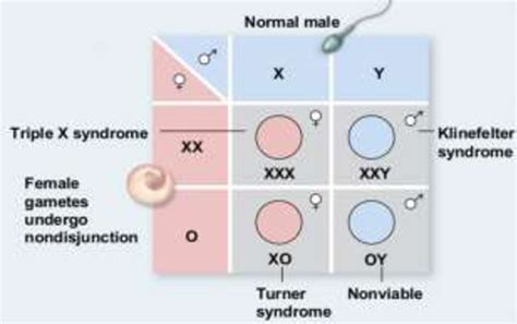 PDF Triple X Syndrome A Rare Case Entity With Premature Ovarian