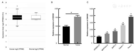 Long Non Coding RNA Small Nucleolar RNA Host Gene 6 Aggravates