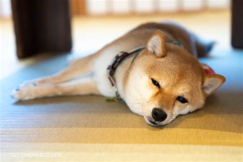 Harakuju Mame Shiba Inu Cafe Tokyo Tiny Urban Kitchen