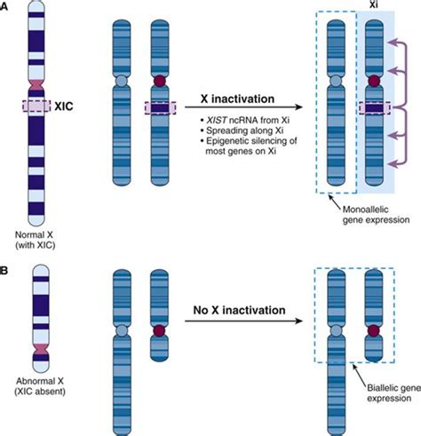 X Chromosome Inactivation