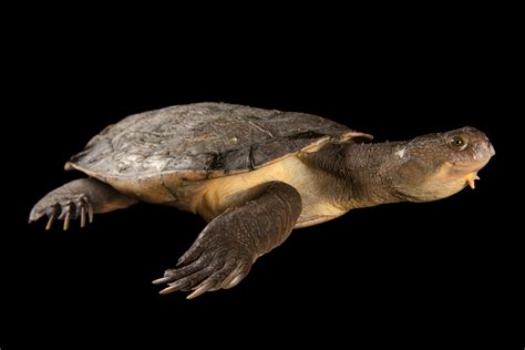 Mary River Turtle Added to Endangered Reptile List