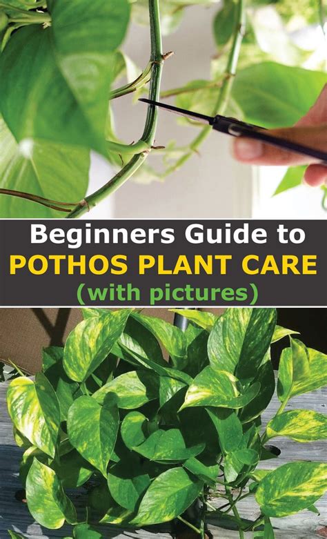 Pothos Plant Care The Complete Beginners Guide With Pictures