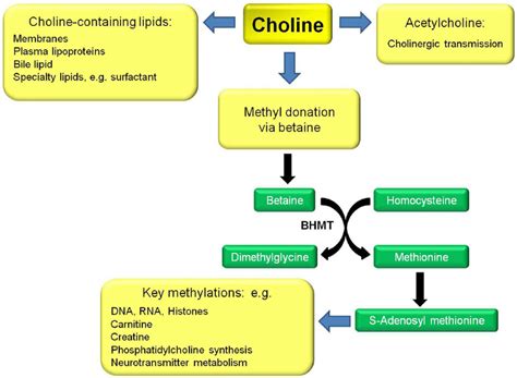 Simplified Scheme To Show The Roles Of Choline And Its Metabolites Download Scientific Diagram