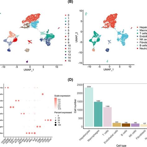 Heterogeneity Of Hepatocytes In Hcc A Umap Plot Showing Seven