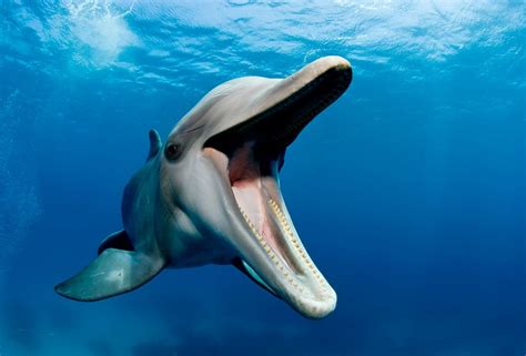 Pictures Of Dolphins Teeth - Infoupdate.org