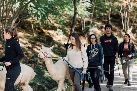 Passeggiate Con Alpaca Volpago Del Montello A Partire Da Freedome