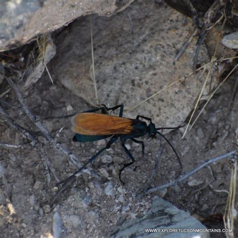 Desert Insects Photo Gallery Explore The Tucson Mountains