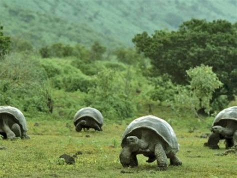 Determinan Nueva Especie De Tortuga Gigante En Isla De Archipi Lago