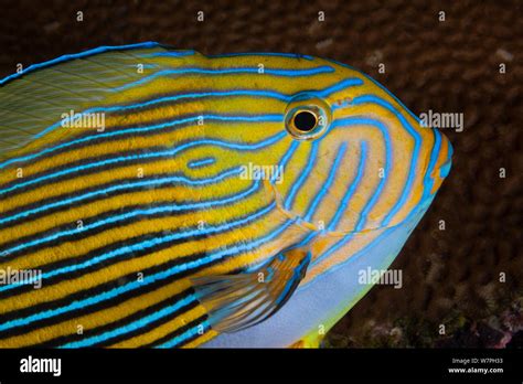 Striped Surgeonfish Acanthurus Lineatus Profile Portrait Palau