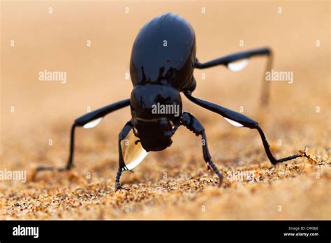 The Namib Desert beetle (genus Stenocara) fog basking. Namibia Stock ...