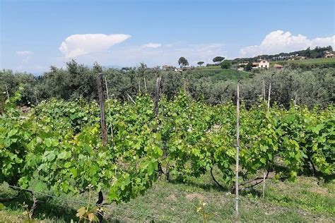 Tripadvisor Castelli Romani Wein Tour zur Verfügung gestellt von