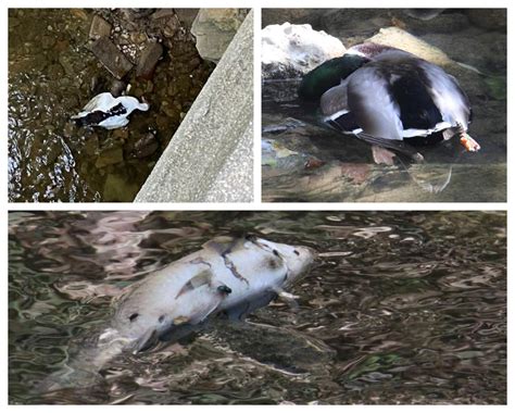 Por Qu Han Aparecido Patos Y Peces Muertos En Las Riberas Del R O