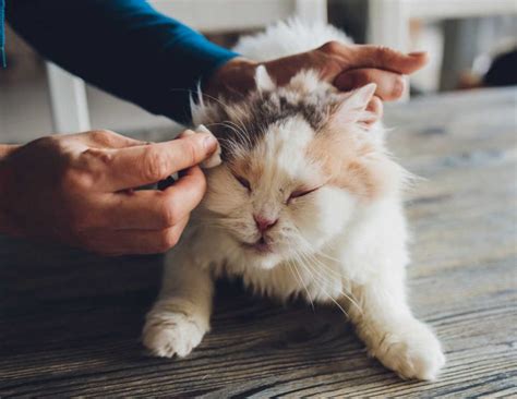 Cat Abscess Just Ruptured Or Burst Our Vet Explains