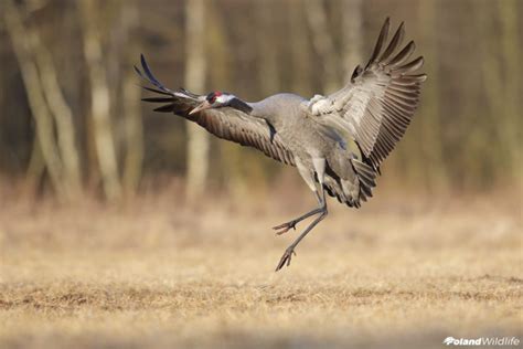 Żurawie Poland WildLife Kutno